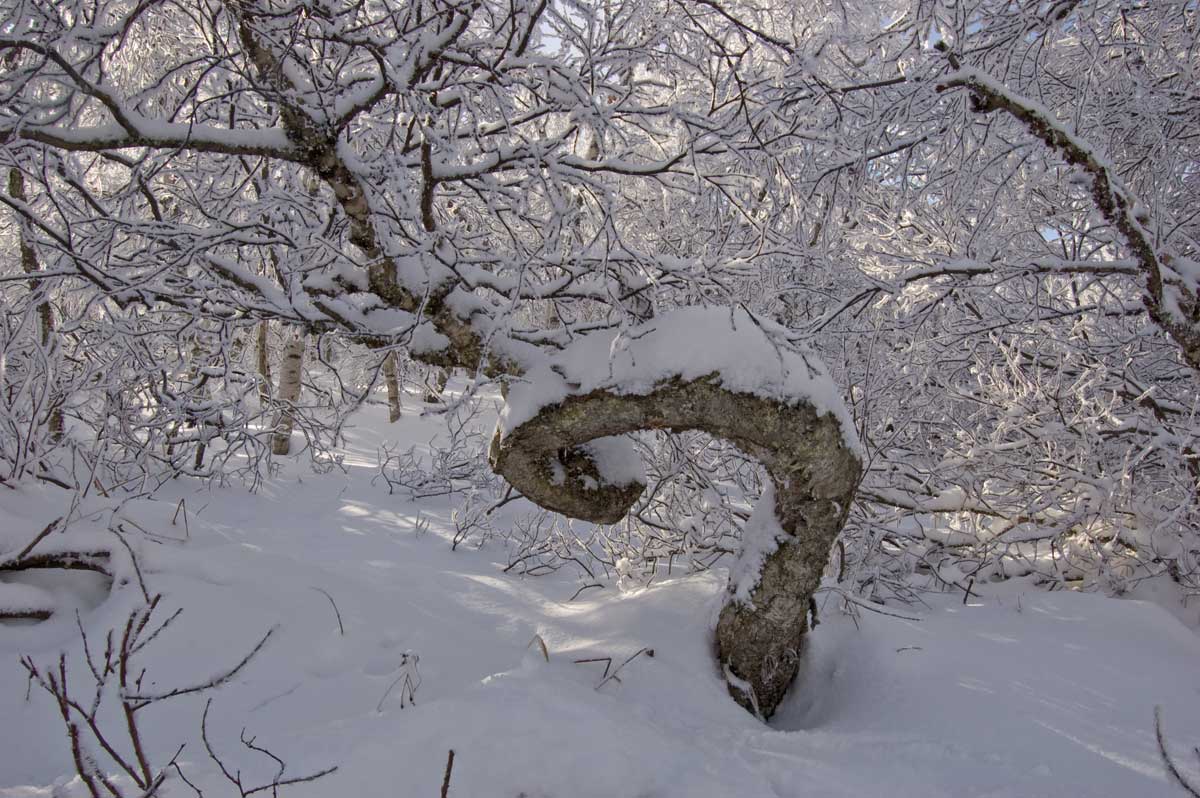 Большой Шатак, image of landscape/habitat.