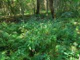 Лес Ковалёво, image of landscape/habitat.