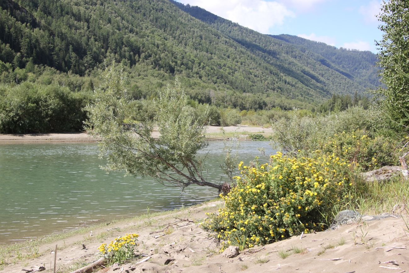 Окрестности ручья Тургунда, image of landscape/habitat.