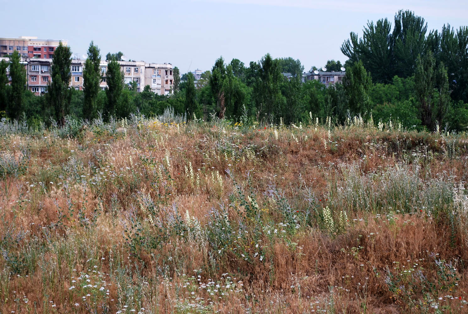 Актепа Юнусабадская, image of landscape/habitat.