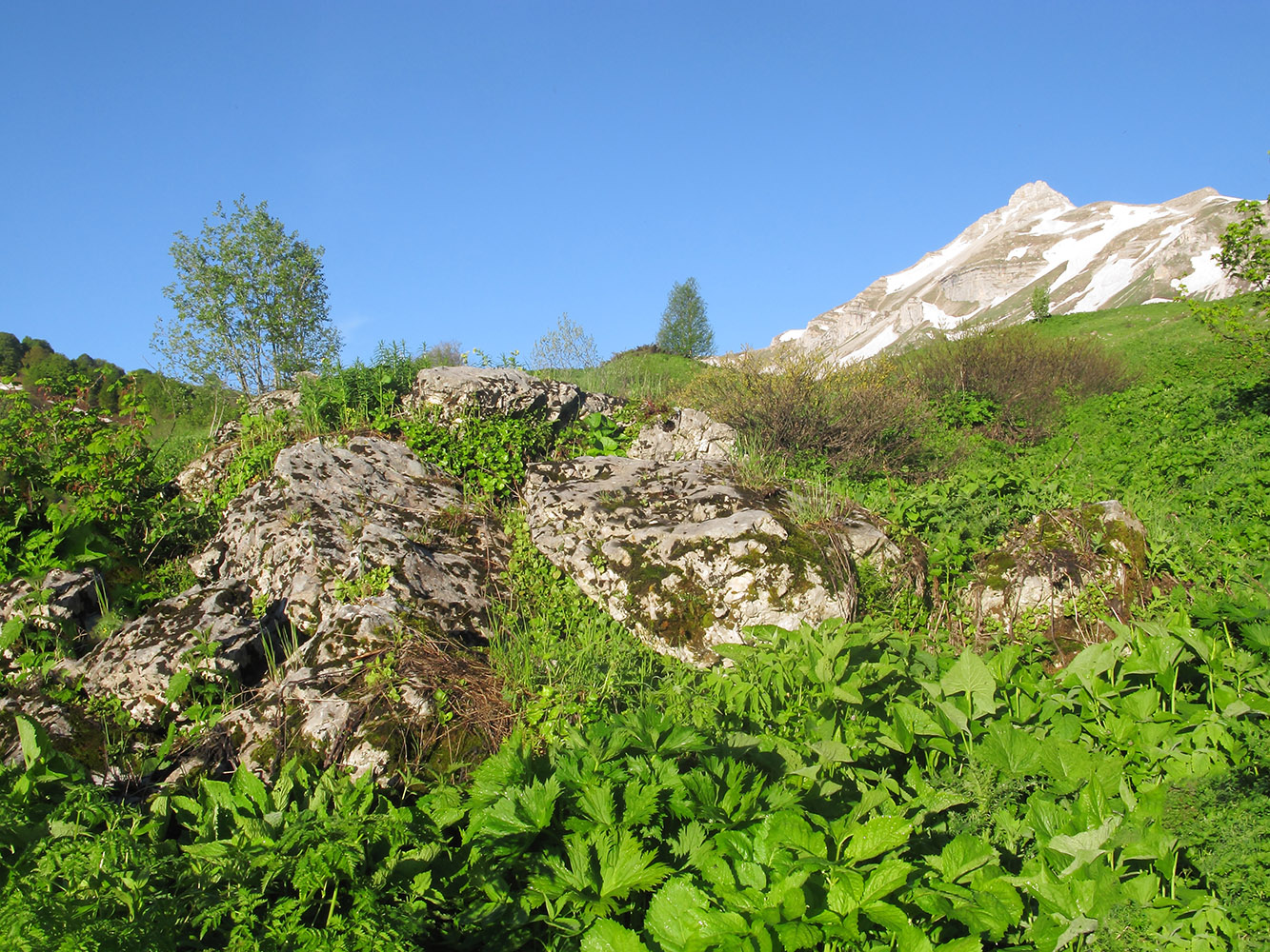 Яворова Поляна, image of landscape/habitat.