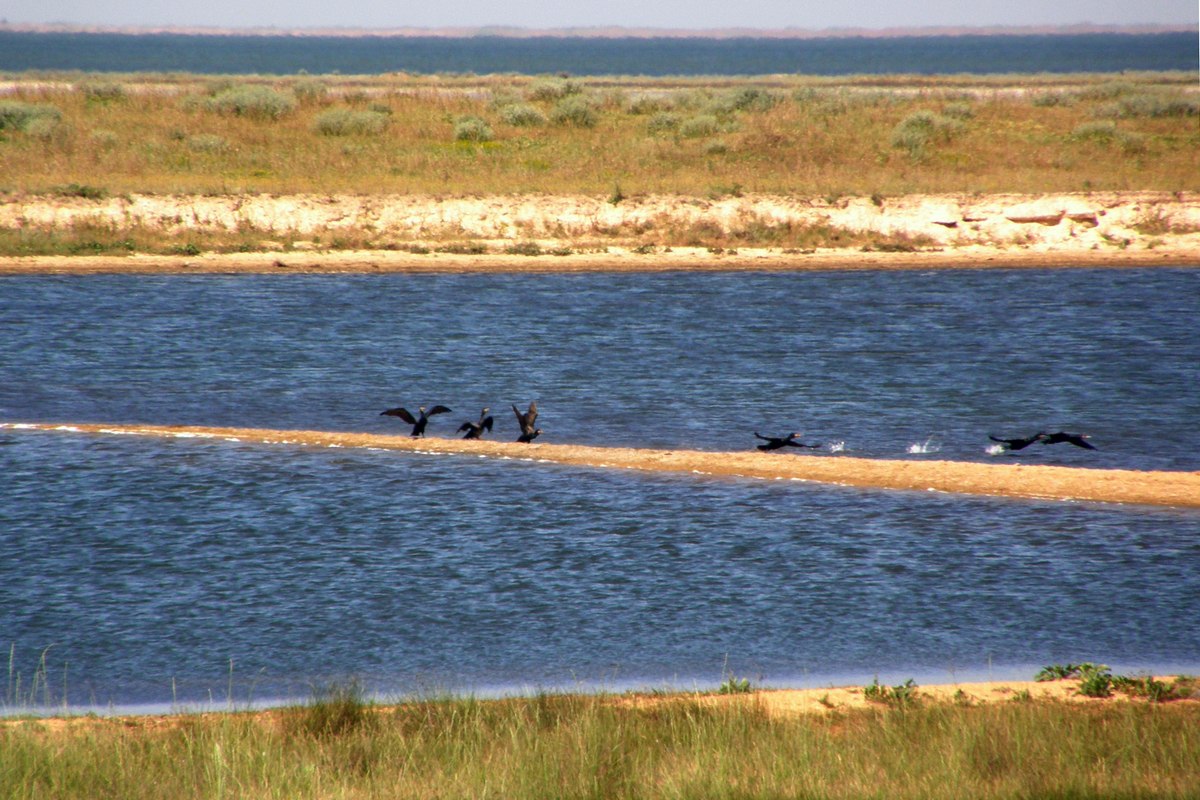 Арабатская стрелка, image of landscape/habitat.