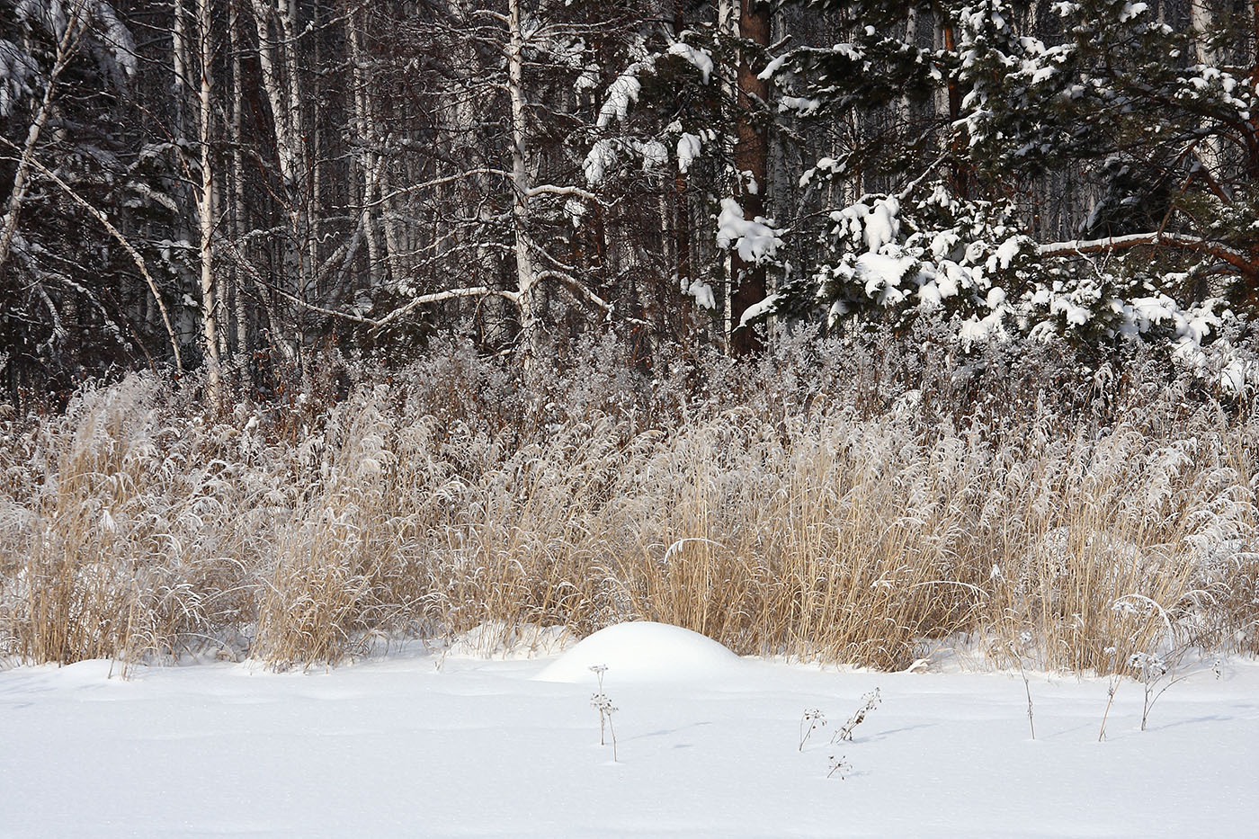 Политехник, image of landscape/habitat.