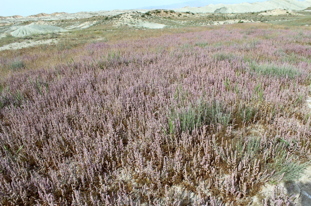 Торгой, image of landscape/habitat.