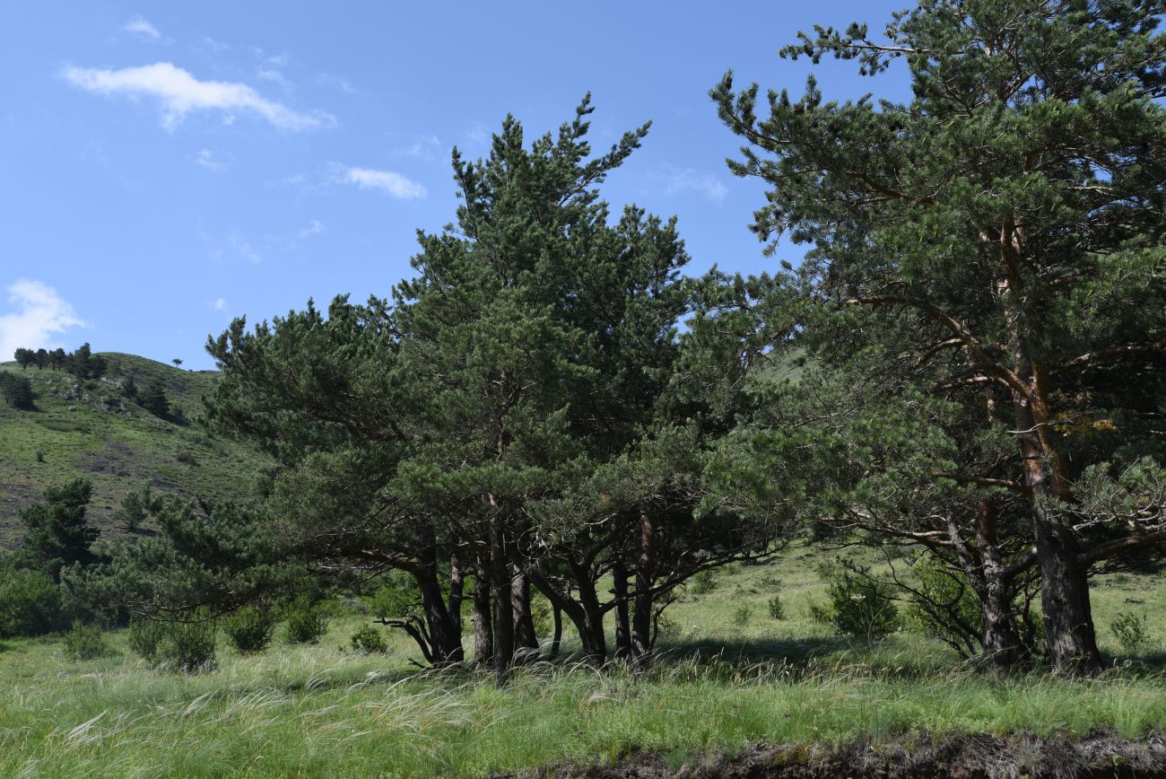 Нижнее течение реки Гулойхи, image of landscape/habitat.