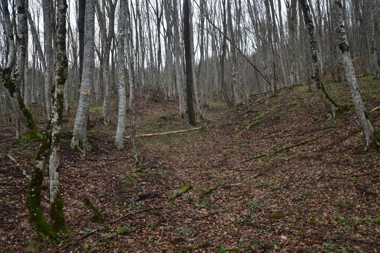 Ущелье Холодного ручья, изображение ландшафта.