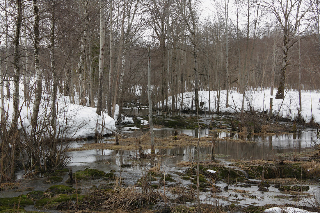 Истоки Шингарки, image of landscape/habitat.
