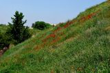 Актепа Юнусабадская, image of landscape/habitat.