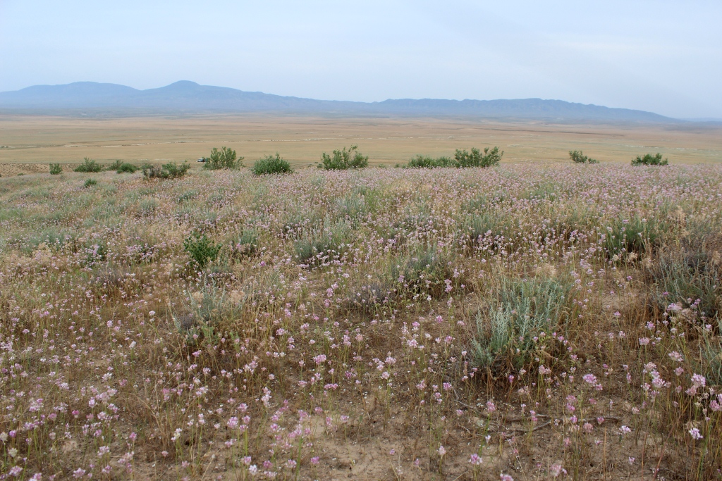 Торгой, image of landscape/habitat.