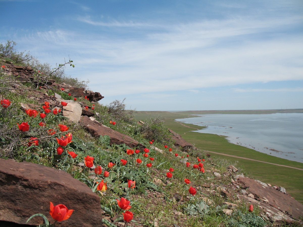 Озеро Акколь, image of landscape/habitat.