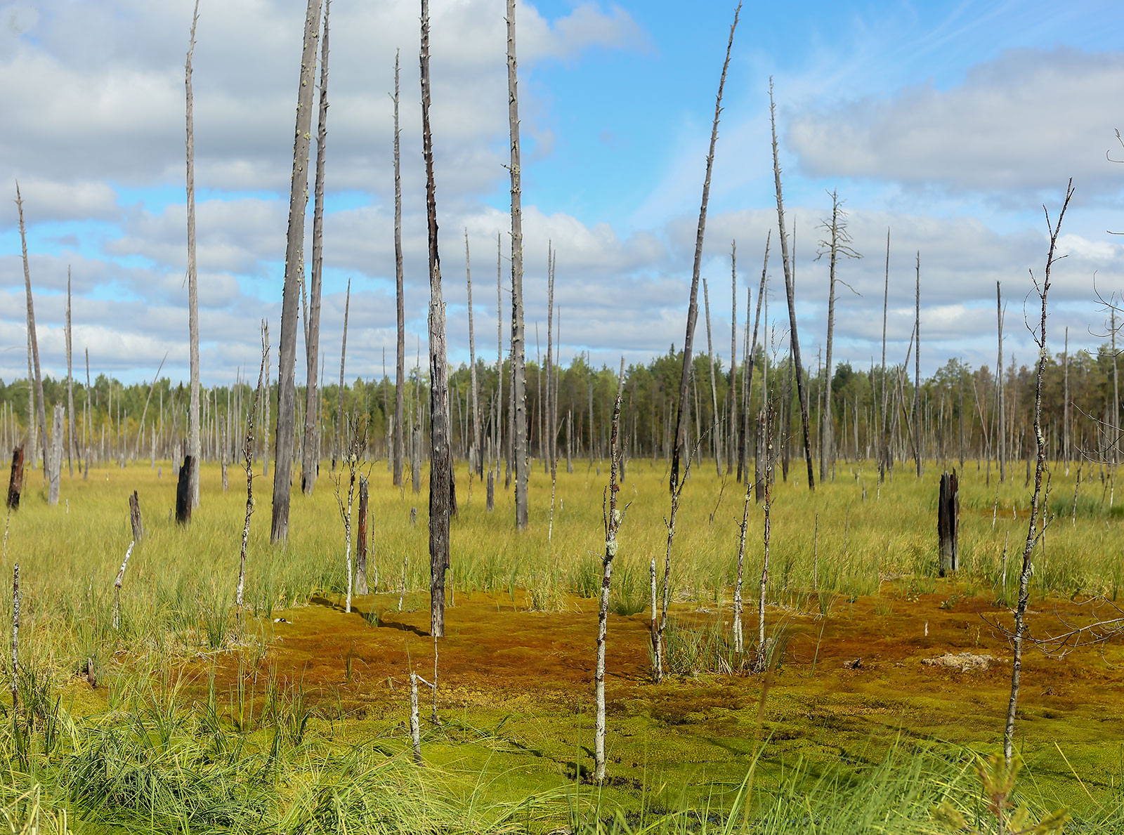 Окрестности посёлка Тупрунка, image of landscape/habitat.