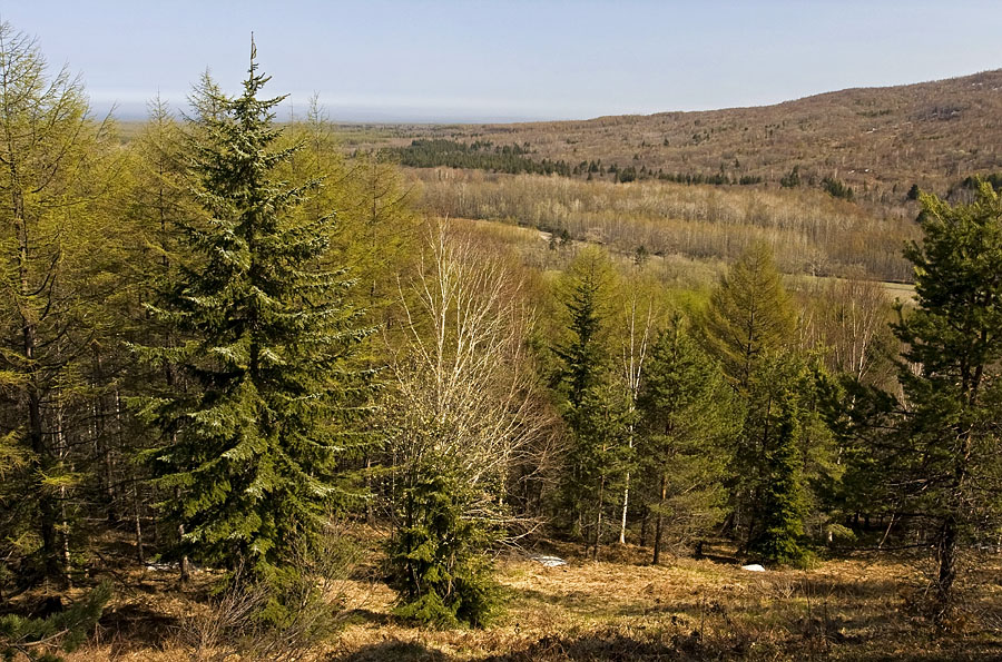 Гастелло, image of landscape/habitat.