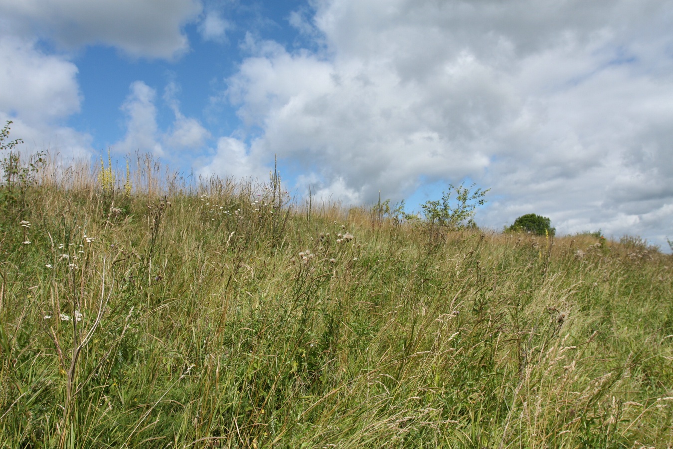 Шабаны, image of landscape/habitat.