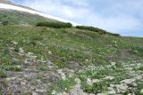 Плато полуострова Святой Нос, image of landscape/habitat.