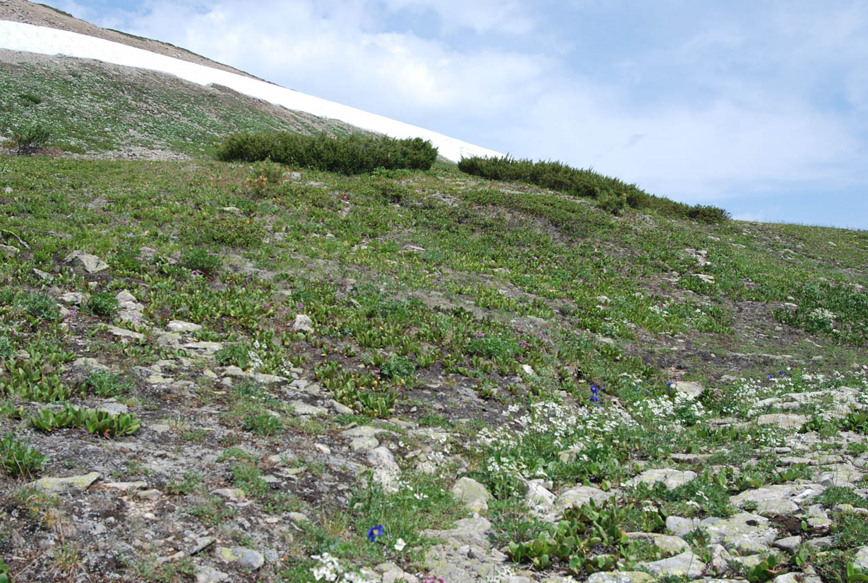 Плато полуострова Святой Нос, image of landscape/habitat.
