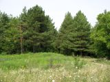 Image of landscape