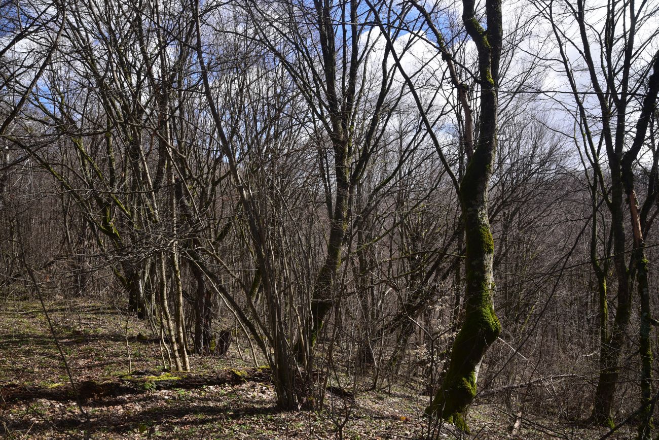 Свято-Михайловский монастырь, изображение ландшафта.