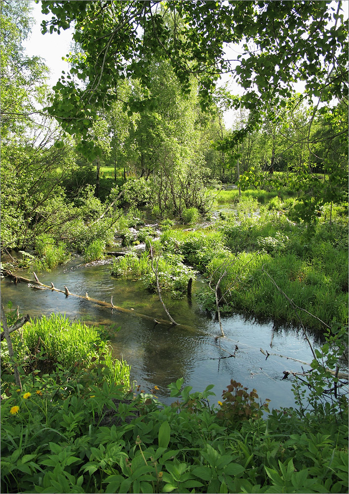 Истоки Шингарки, image of landscape/habitat.