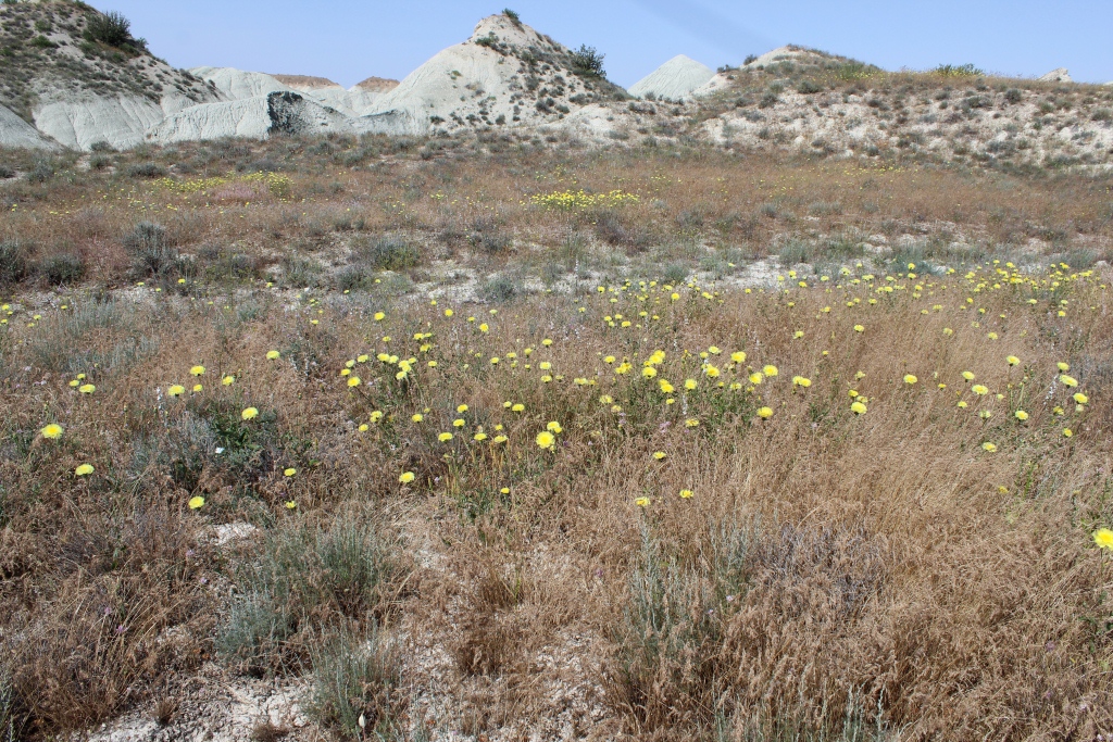 Торгой, image of landscape/habitat.