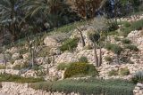 Image of landscape