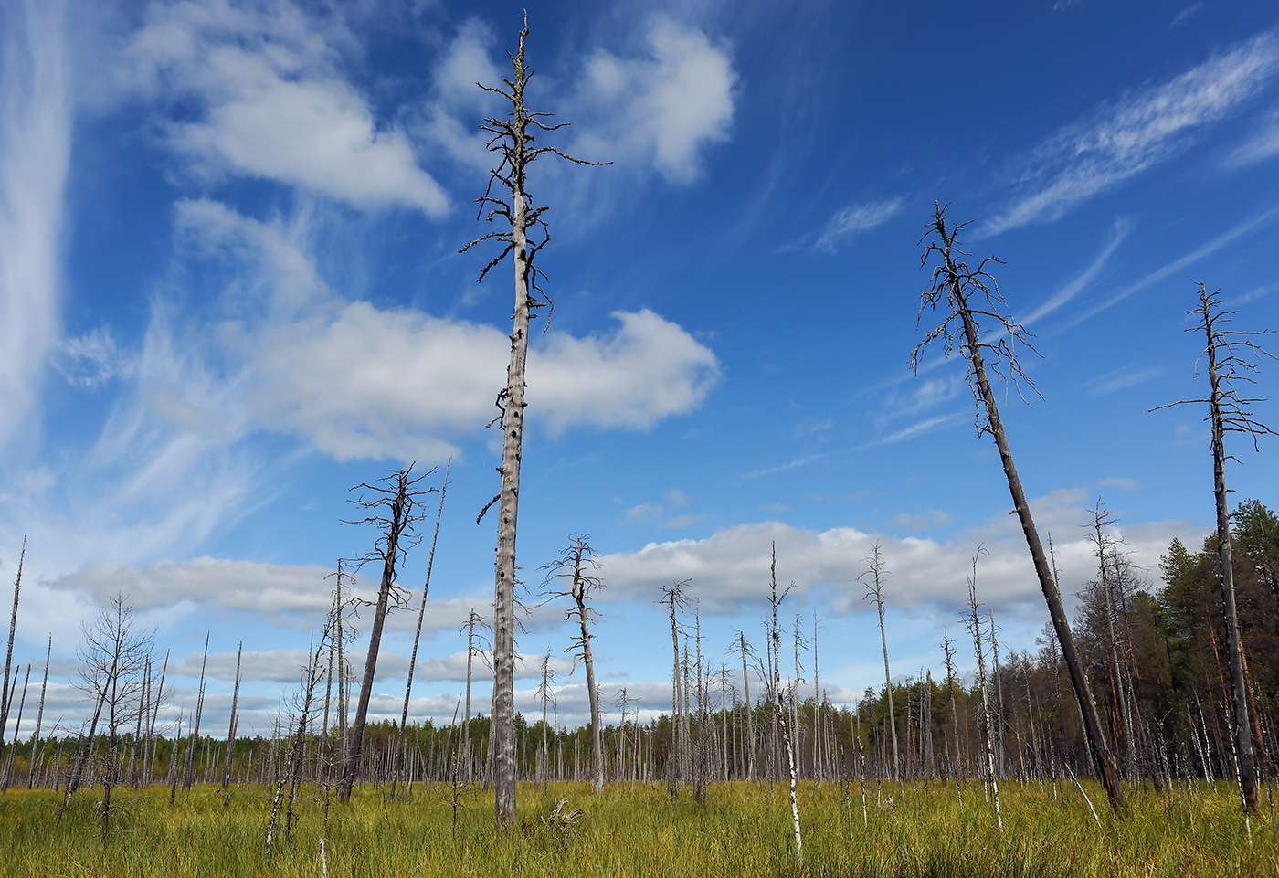 Окрестности посёлка Тупрунка, image of landscape/habitat.
