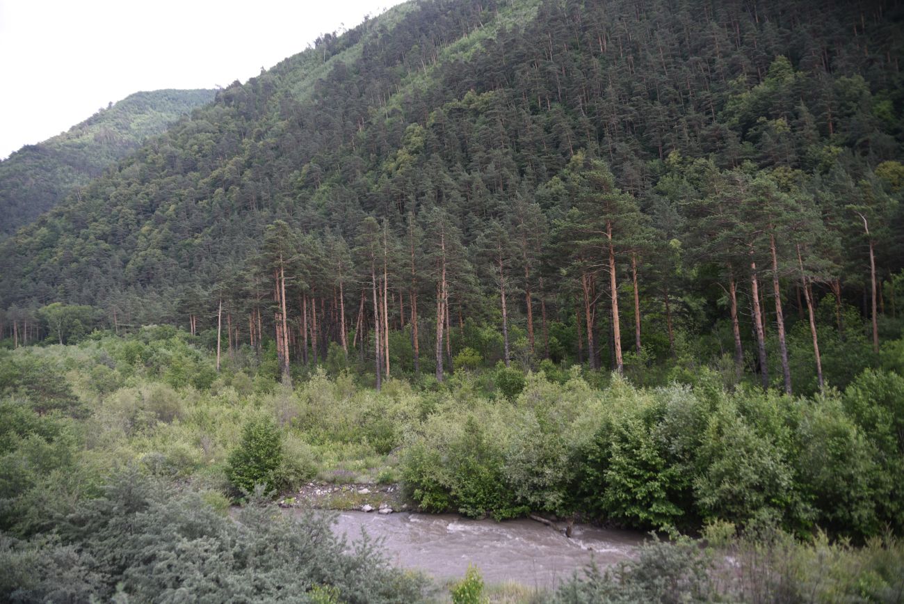 Нижнее течение реки Гулойхи, image of landscape/habitat.