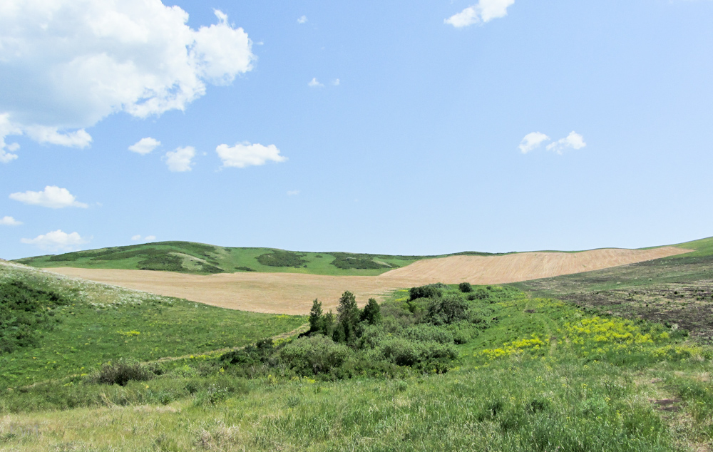 Окрестности г. Усть-Каменогорска, image of landscape/habitat.