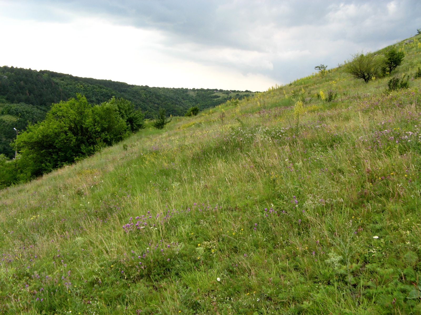 Наславча, image of landscape/habitat.