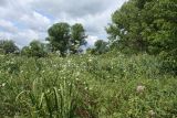 Дубрава "Лес на Ворскле", image of landscape/habitat.