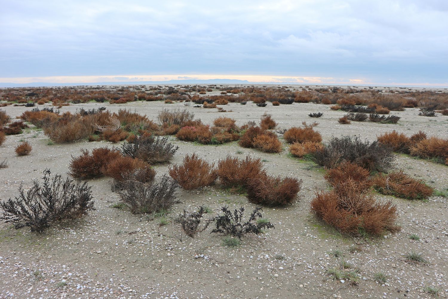 Витязевский лиман, image of landscape/habitat.