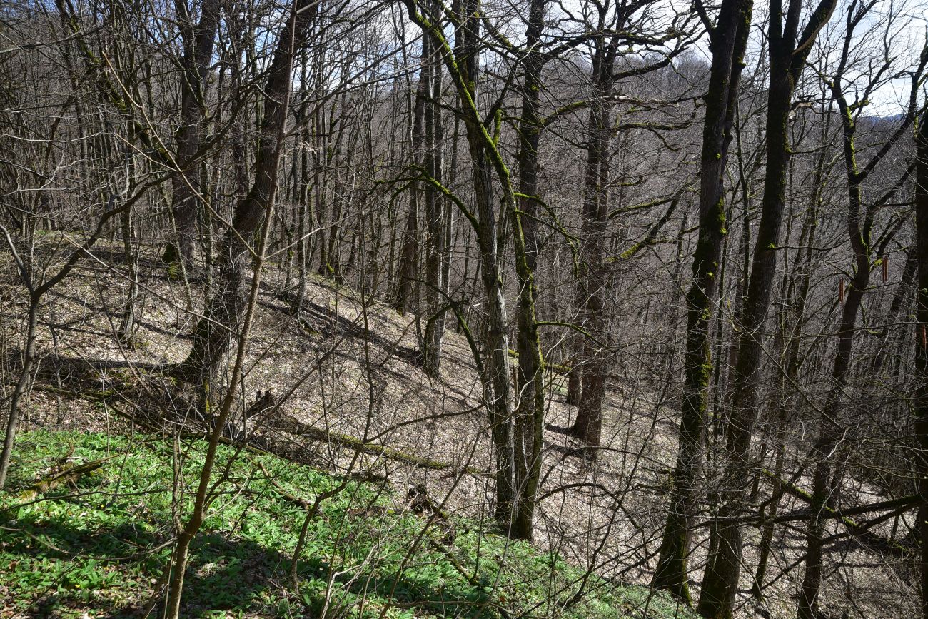 Свято-Михайловский монастырь, изображение ландшафта.