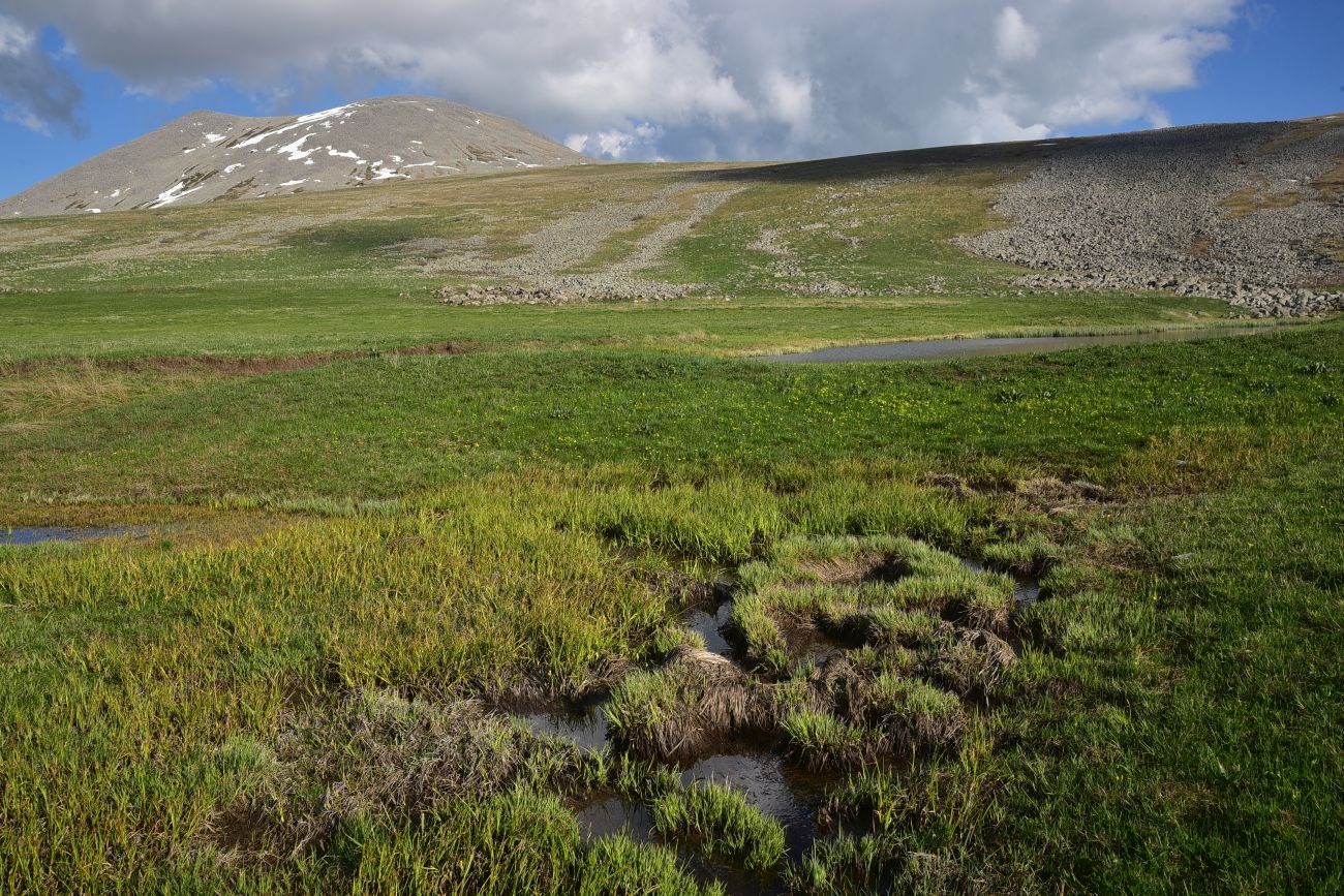 Гора Патара Абули, image of landscape/habitat.