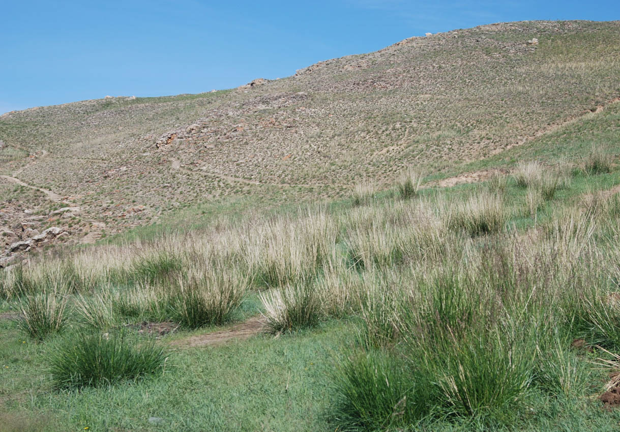Залив Загли, image of landscape/habitat.