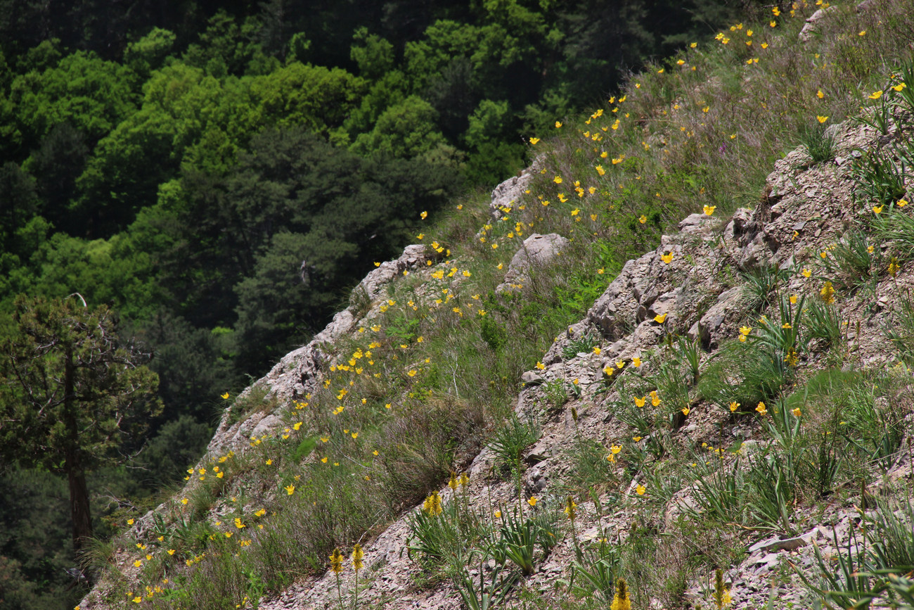 Боткинская тропа, image of landscape/habitat.