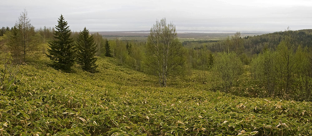 Пуховая и окрестности, image of landscape/habitat.