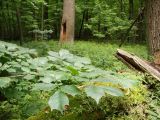 Дубрава "Лес на Ворскле", image of landscape/habitat.