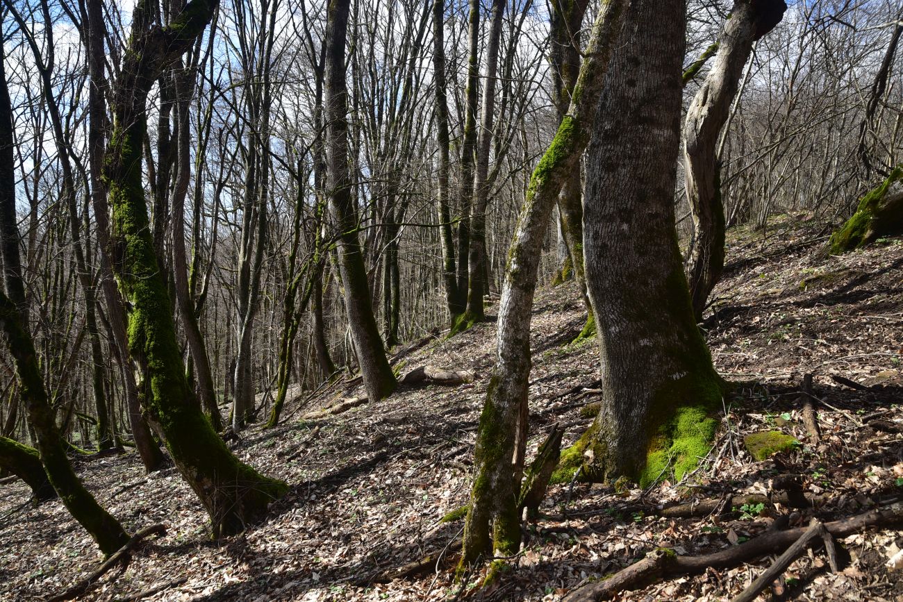 Свято-Михайловский монастырь, изображение ландшафта.