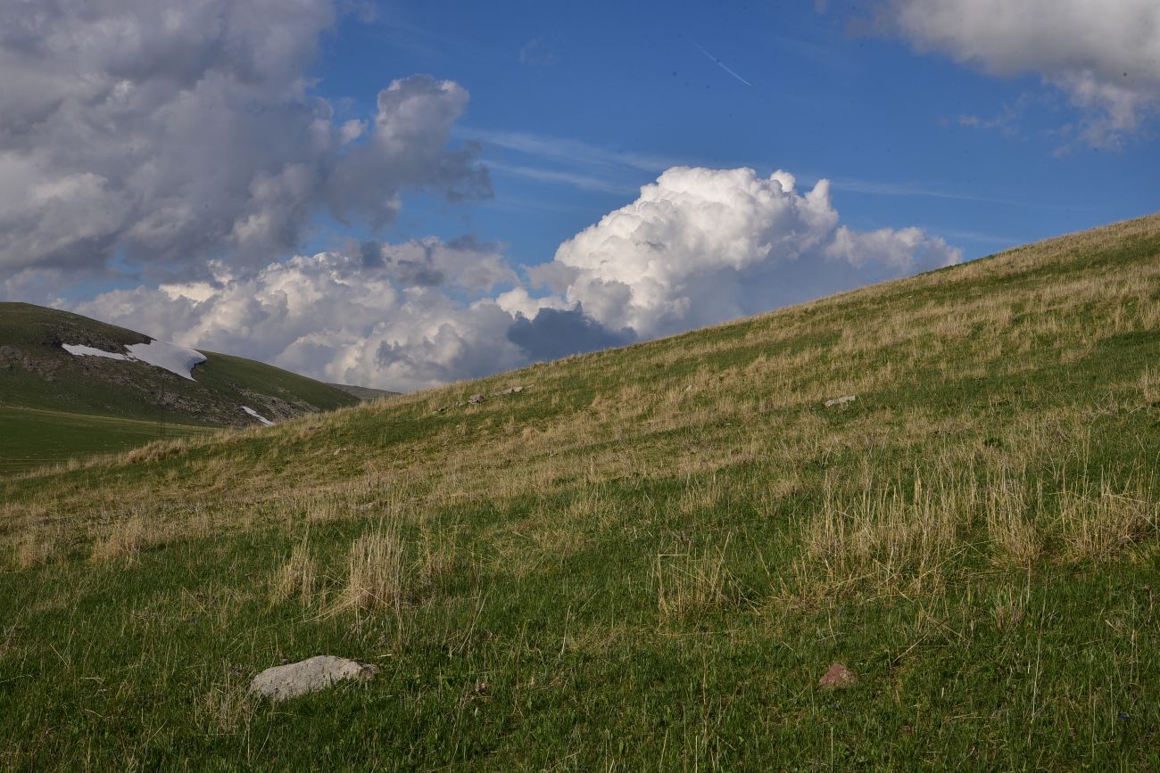Гора Патара Абули, image of landscape/habitat.