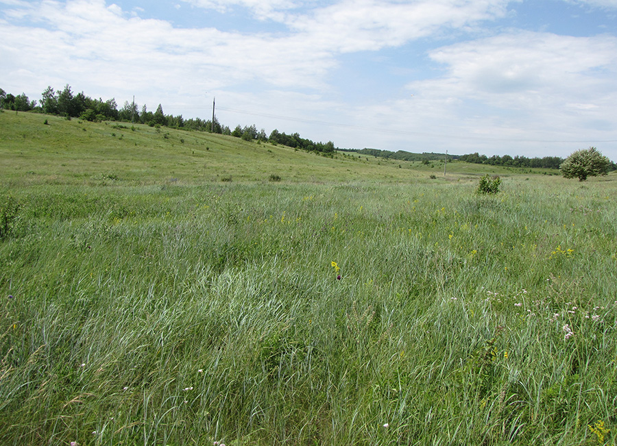 Дубенский лог, image of landscape/habitat.