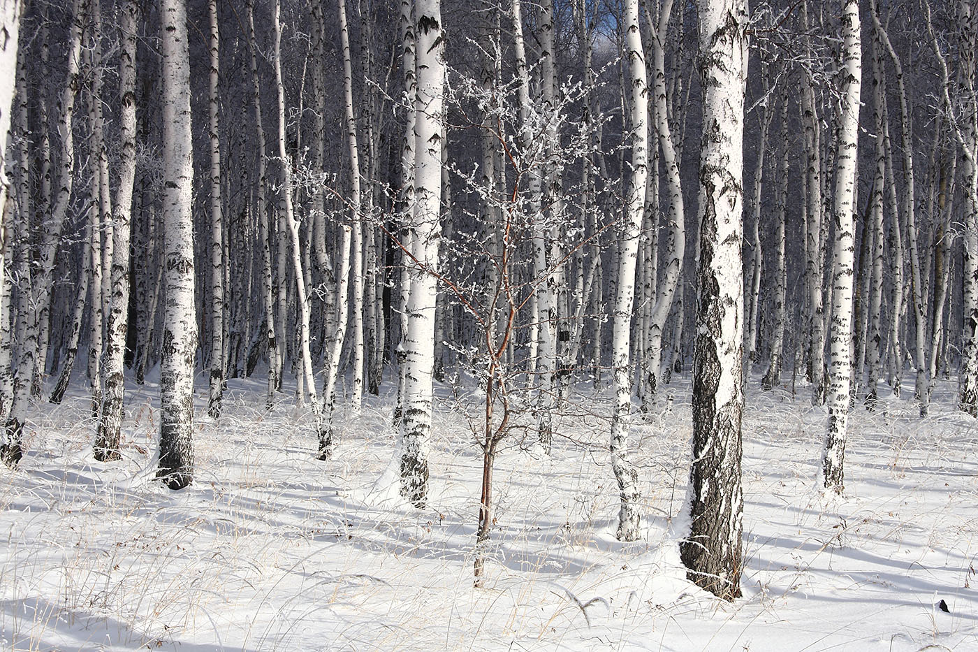 Политехник, image of landscape/habitat.