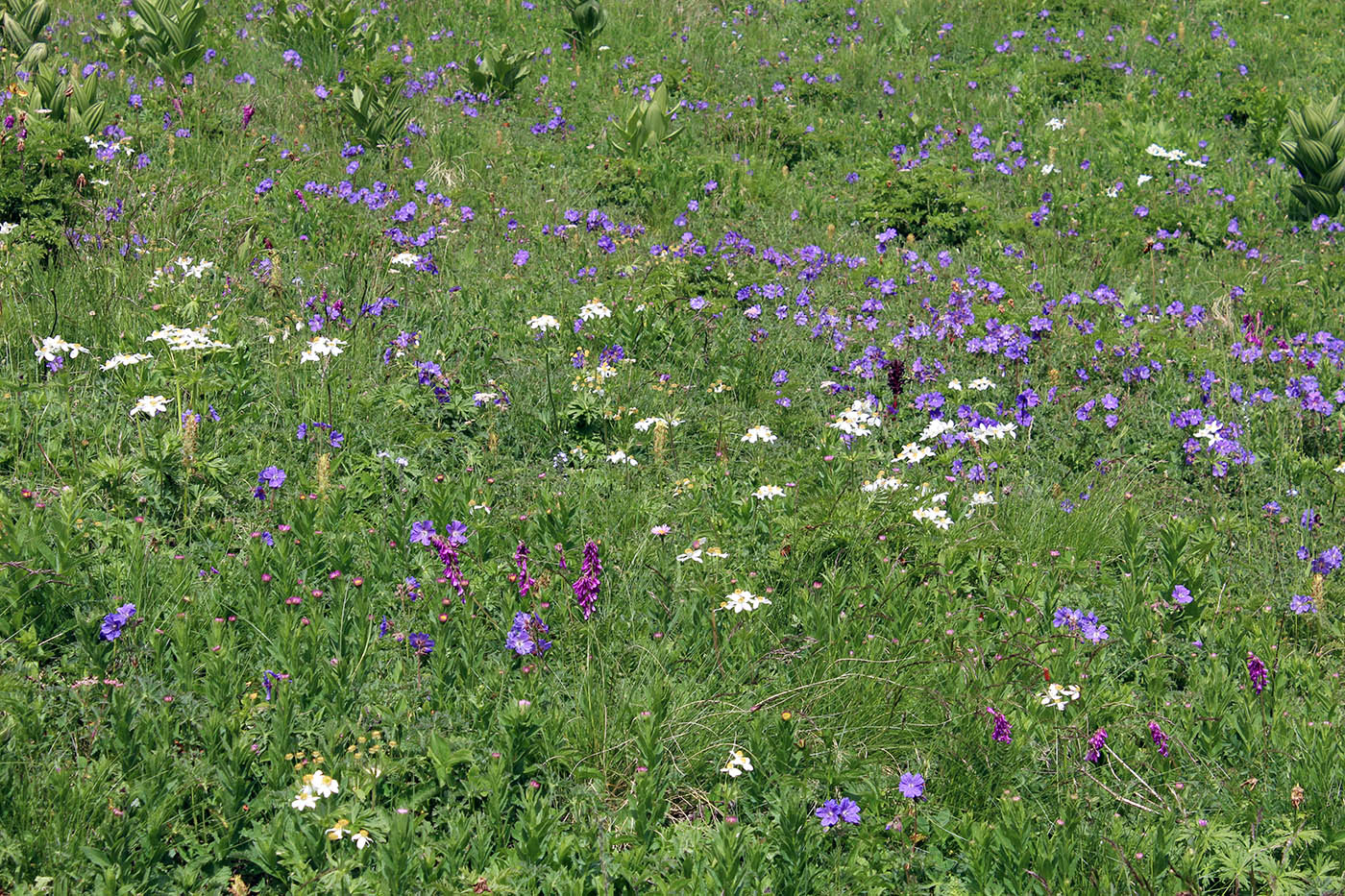 Малая Хатипара, image of landscape/habitat.