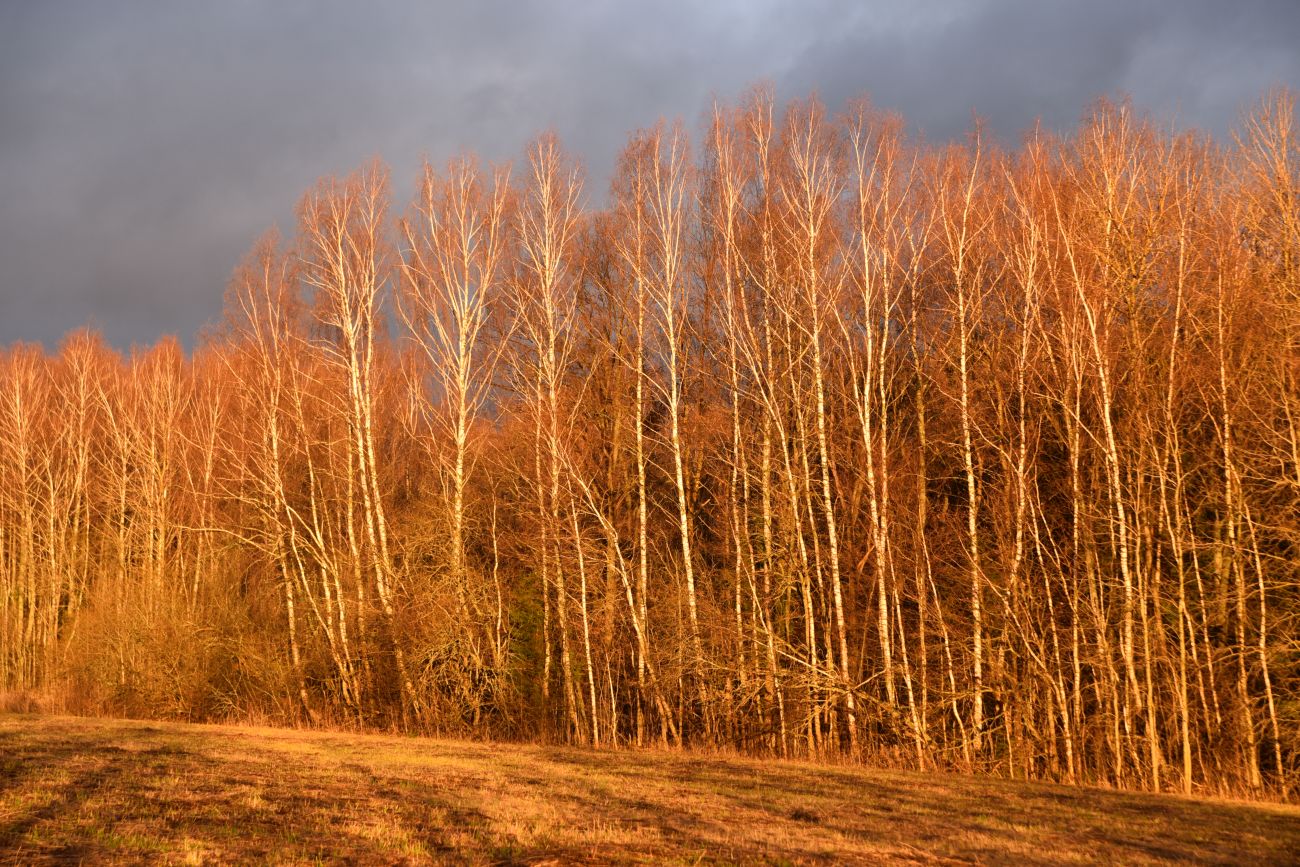 Окрестности деревни Чёлохово, image of landscape/habitat.
