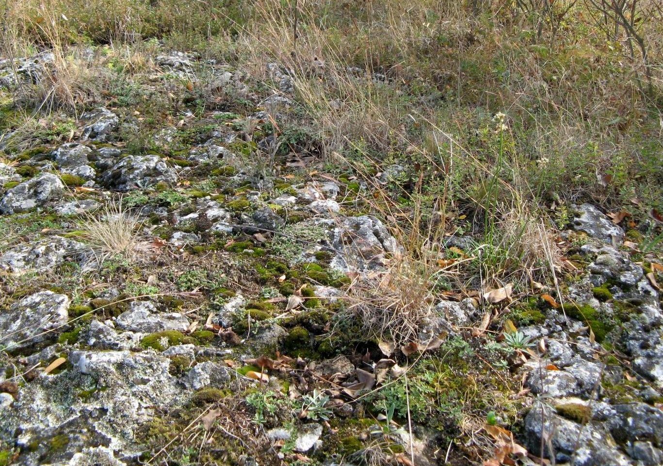 Наславча, image of landscape/habitat.