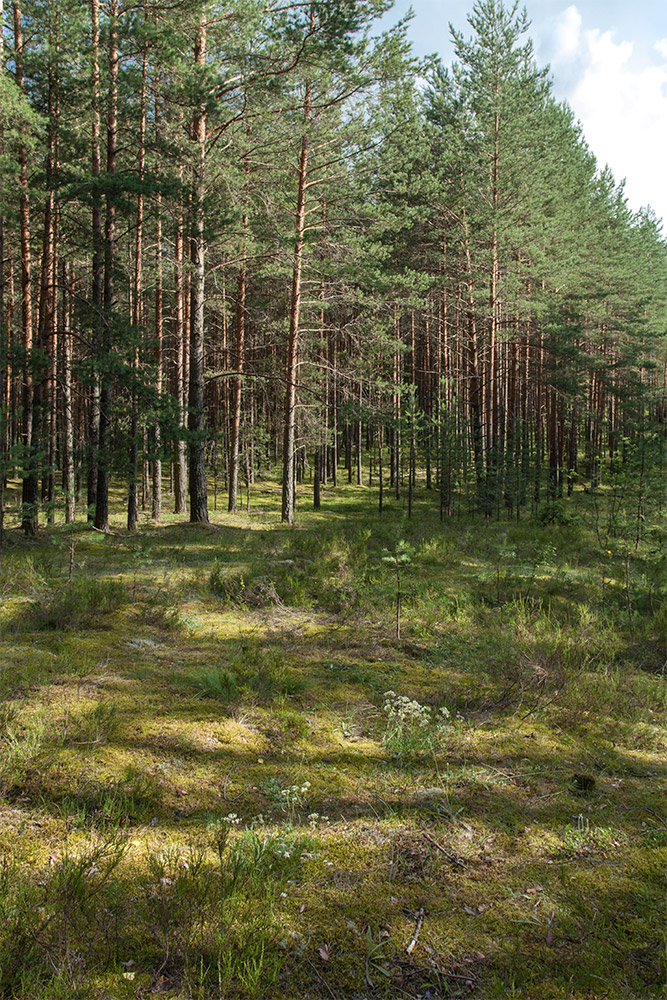 136 км, image of landscape/habitat.