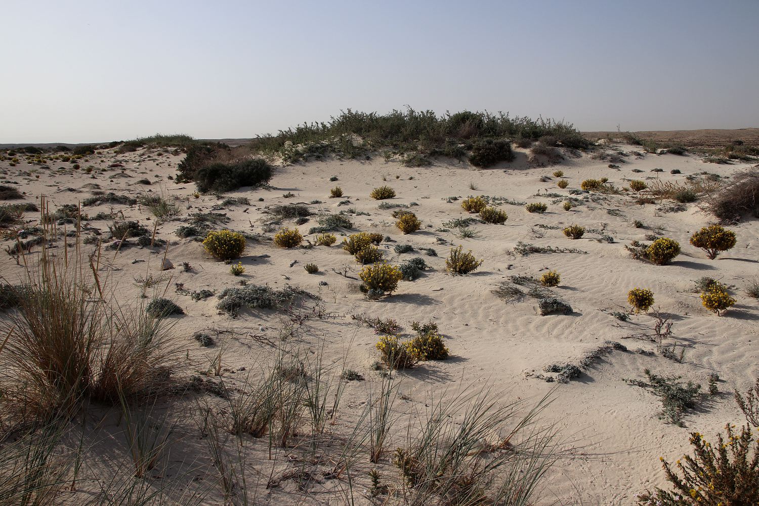 Побережье у Эль-Дабаа, image of landscape/habitat.