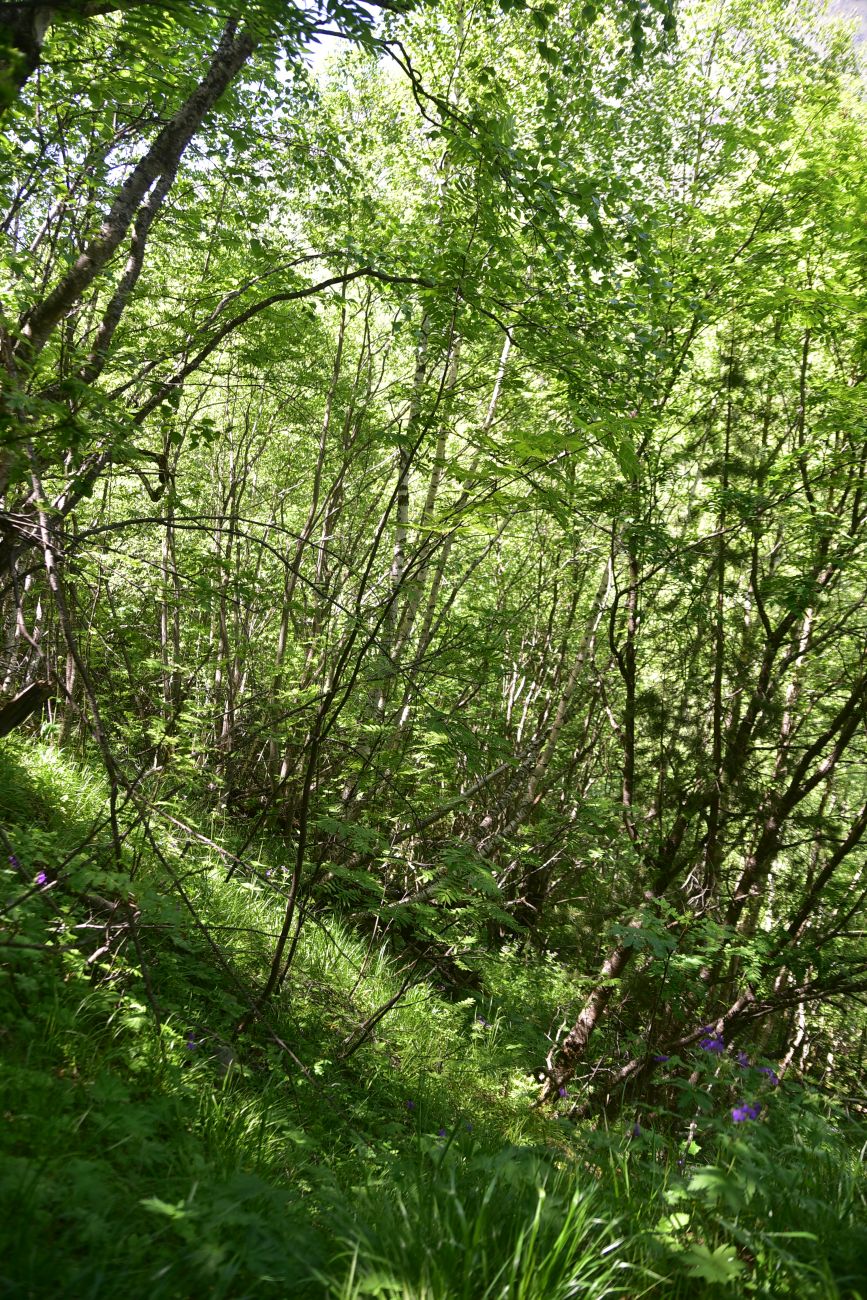 Ручей Когутайка, image of landscape/habitat.