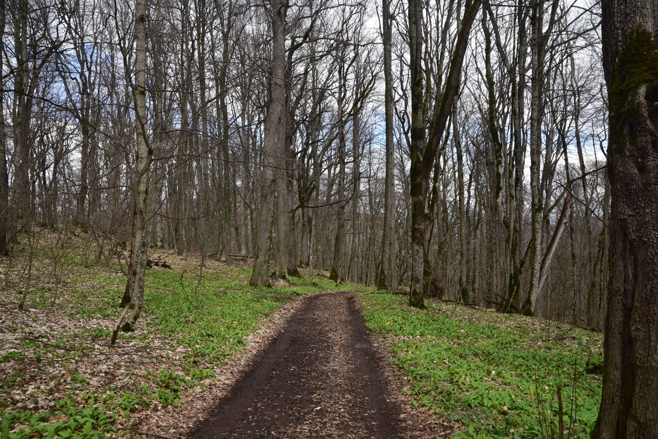 Гора Физиабго, изображение ландшафта.