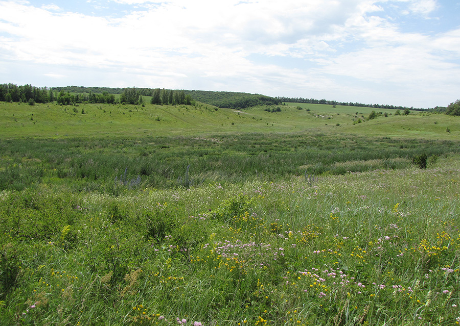 Дубенский лог, image of landscape/habitat.