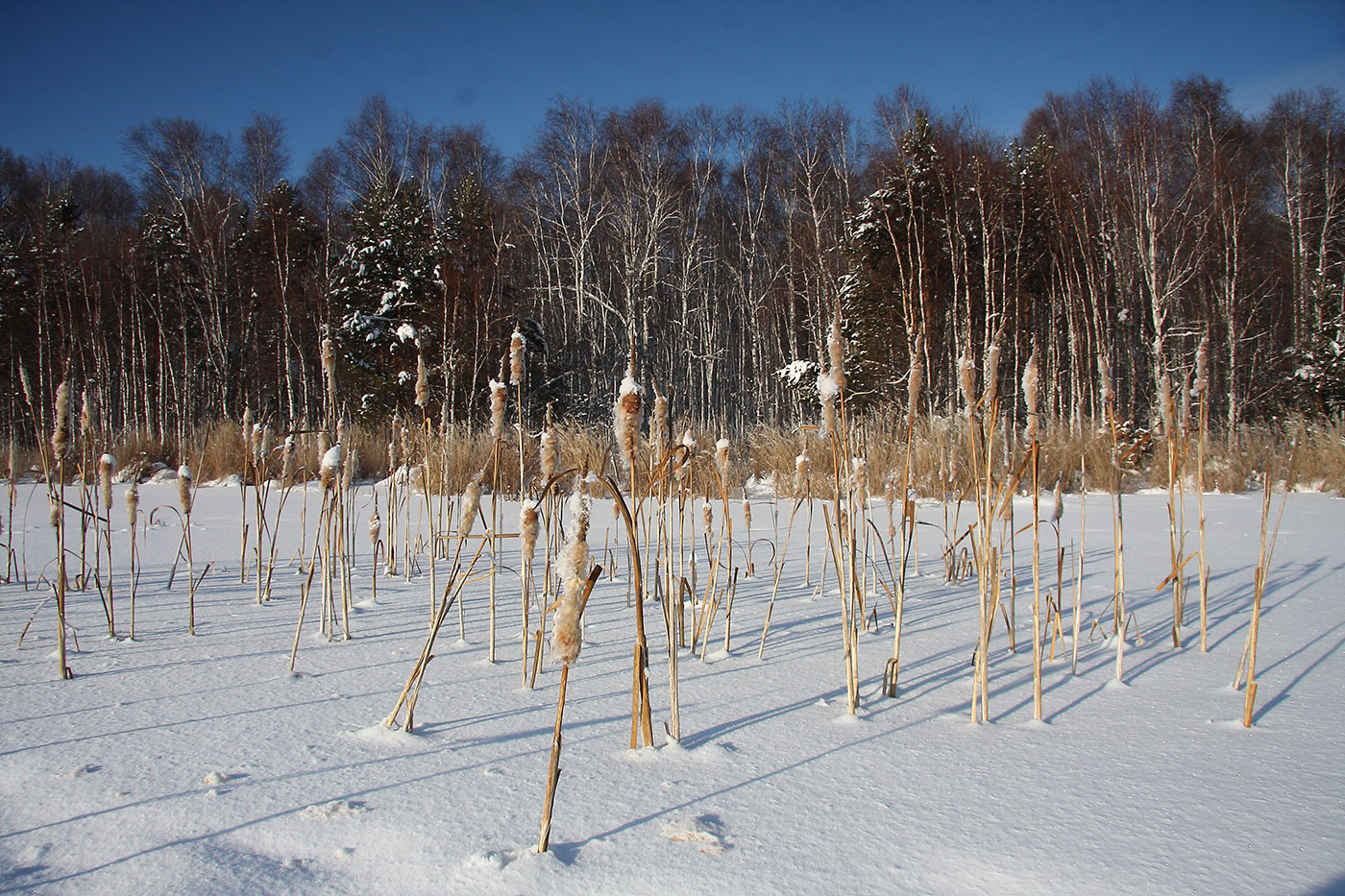 Политехник, image of landscape/habitat.