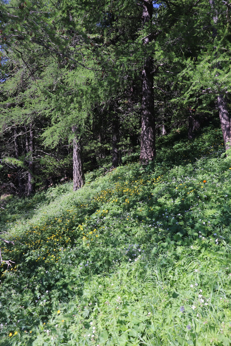 Гора Михайловка, image of landscape/habitat.